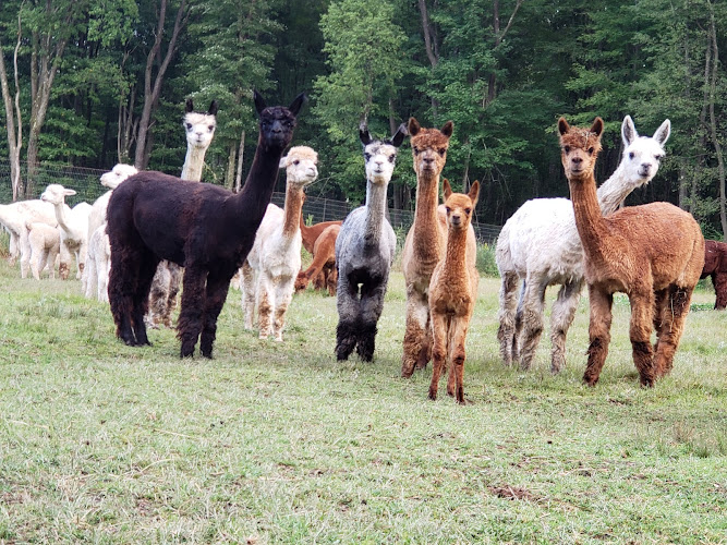 Forest Glen Alpacas LLC