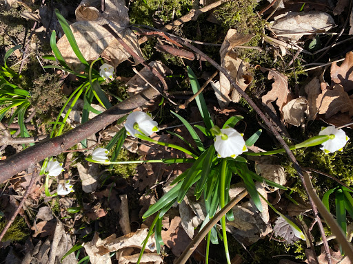 Märzenbecher - Visual