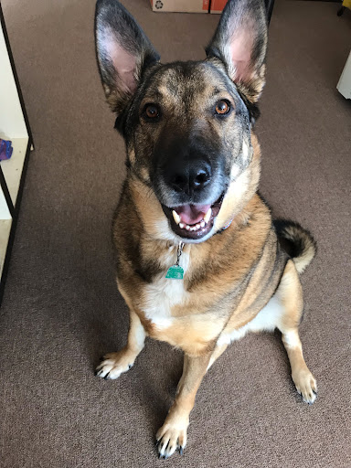 Apollo's Self Serve Pet Wash - Thumbnail