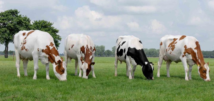 Agropecuaria de Oriente, Author: Agropecuaria de Oriente