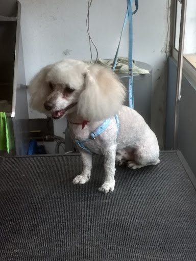 Mr. Woof Veterinaria Coapa