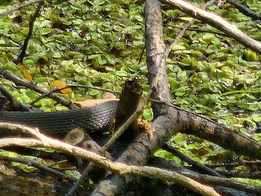 Maurepas Swamp Wildlife Management Area Nature Trail - Thumbnail