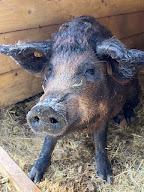 mangalitza du pic saint loup à Argelliers