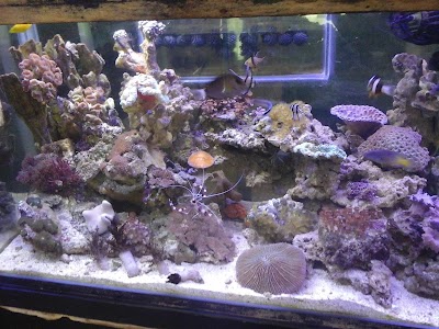 Photos of Aquarium Sea Palaces