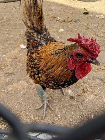 Heritage Farm Petting Zoo Center