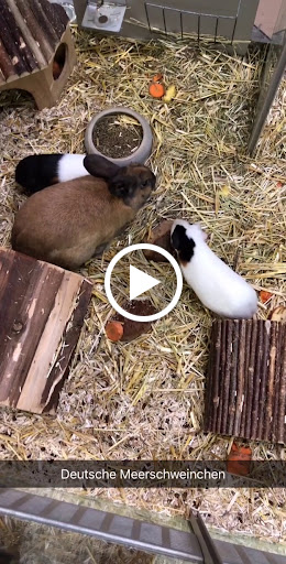 Zoo Klütsch unter Cologne, 