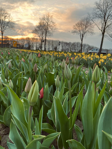 Blumen von Kathi
