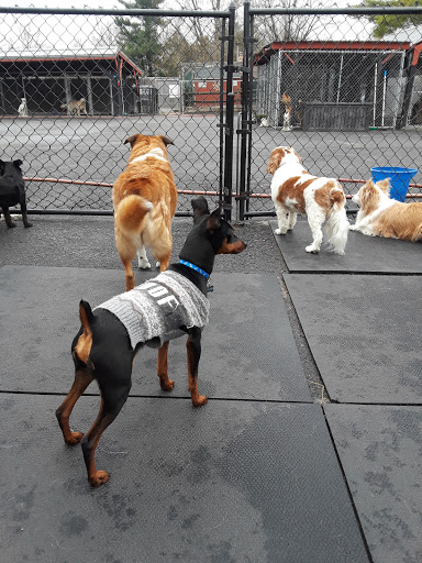 Tiny Miracles Petcare - Visual