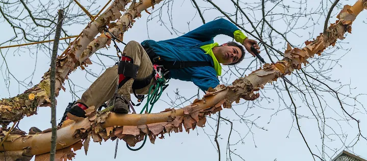 Basic Tree Care | Newark Tree Removal Service
