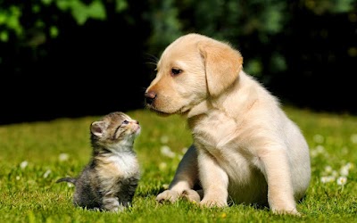 Photos of Pet Funeral Home