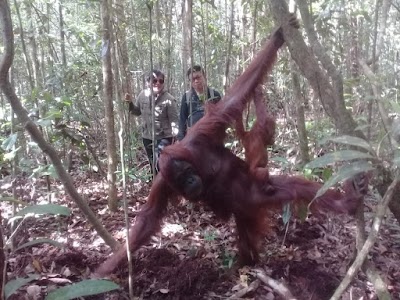 Photos of ORANGUTAN TOUR TANJUNG PUTING - VARADA BORNEO
