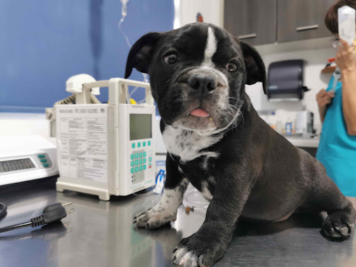 Family Vet