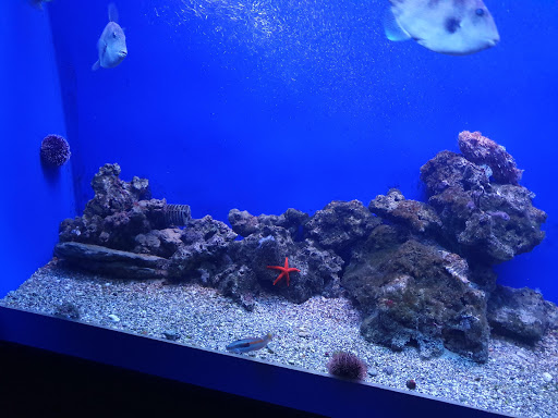 Argentario Aquarium - Thumbnail