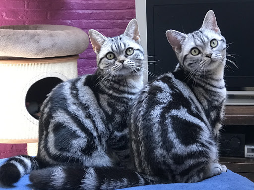 Chatterie Dicxiland: élevage chatons Scottish Fold, British, American Shorthair, Pedigree Logo