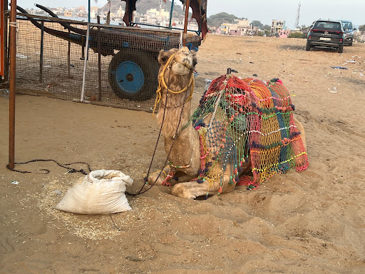 Gallery image 12