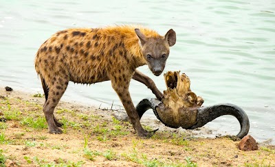 Photos of Chitwa Chitwa Private Game Lodge