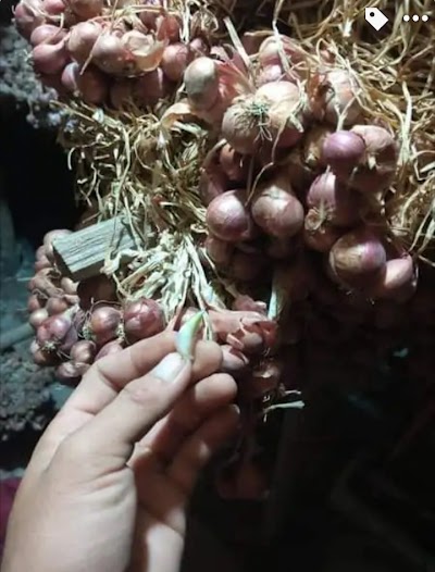 Photos of distributor bibit bawang merah