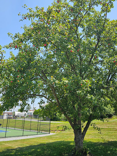 P.O. Faulkner Park - Thumbnail