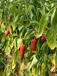 Photo n°9 de La petite ferme de l'Isle à L'Isle-Arné (Ferme bio)