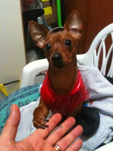 Veterinario - Dr. Sabatino Giuseppe