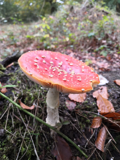 Tassoniere Woods - Thumbnail