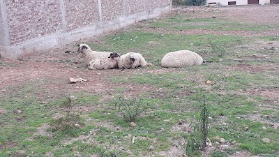 Photos of Metropolitano Park