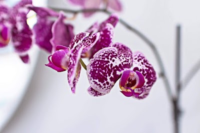 Orchid Salon & Spa