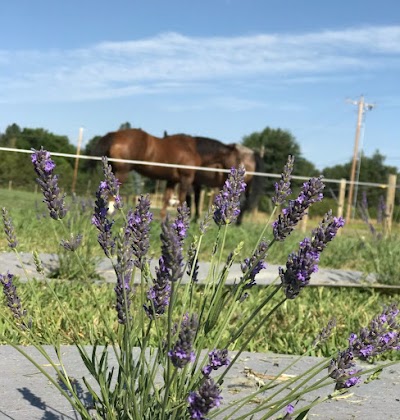 Big Sky Lavender Farms