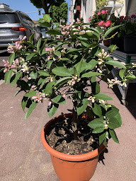 Photo n°44 de Villa Divine - Fleuriste - Saint Maur des Fossés à Saint-Maur-des-Fossés (Magasin de plantes artificielles)