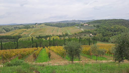 Lucignano - Visual