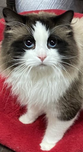 Ragdoll Ranch - Visual