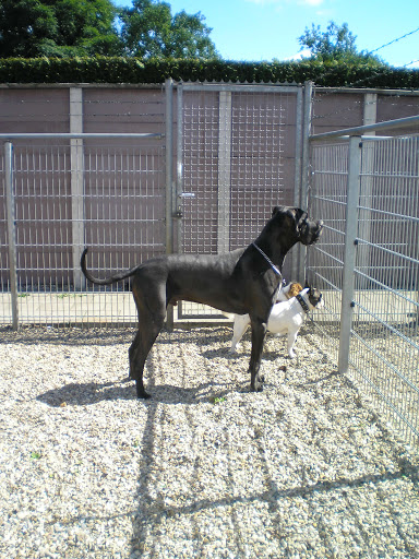 Klein Mezenberg Dierenpension - Thumbnail