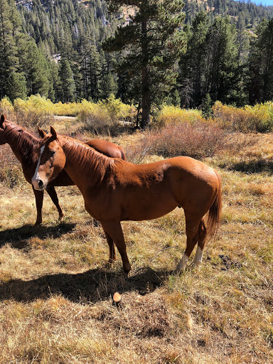 Pacific Valley Campground - Thumbnail