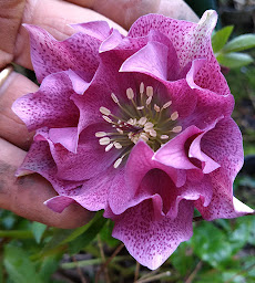 Photo n°28 de Serres Lherbier à La Couture (Pépinière)