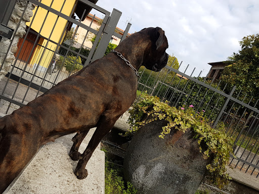 Ambulatorio Veterinario Dr. Sabrina Terni - Thumbnail
