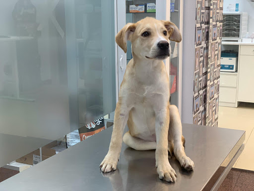 Centro Veterinario Castilla