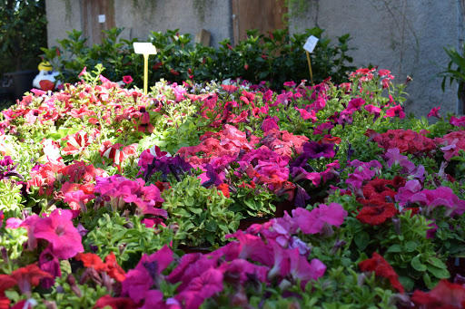 Jardineria Travé - Thumbnail