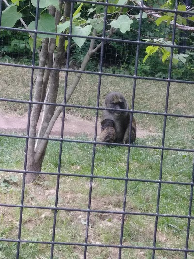 Sumatran Tiger Enclosure