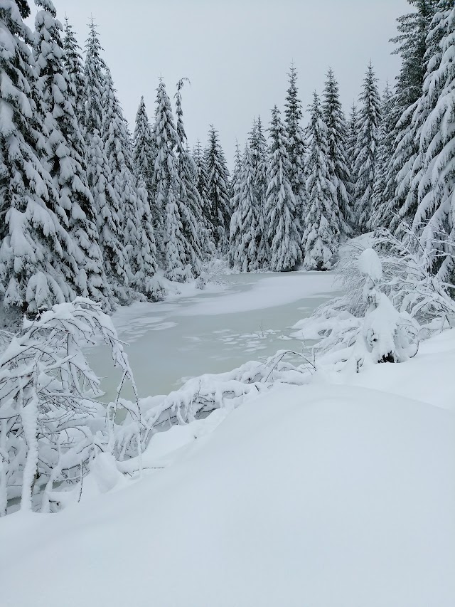 Santiam State Forest
