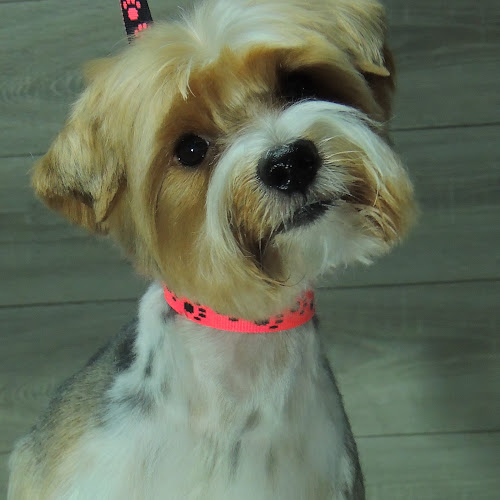 Salon Fryzjerski dla Psów i Kotów Coco - Inny