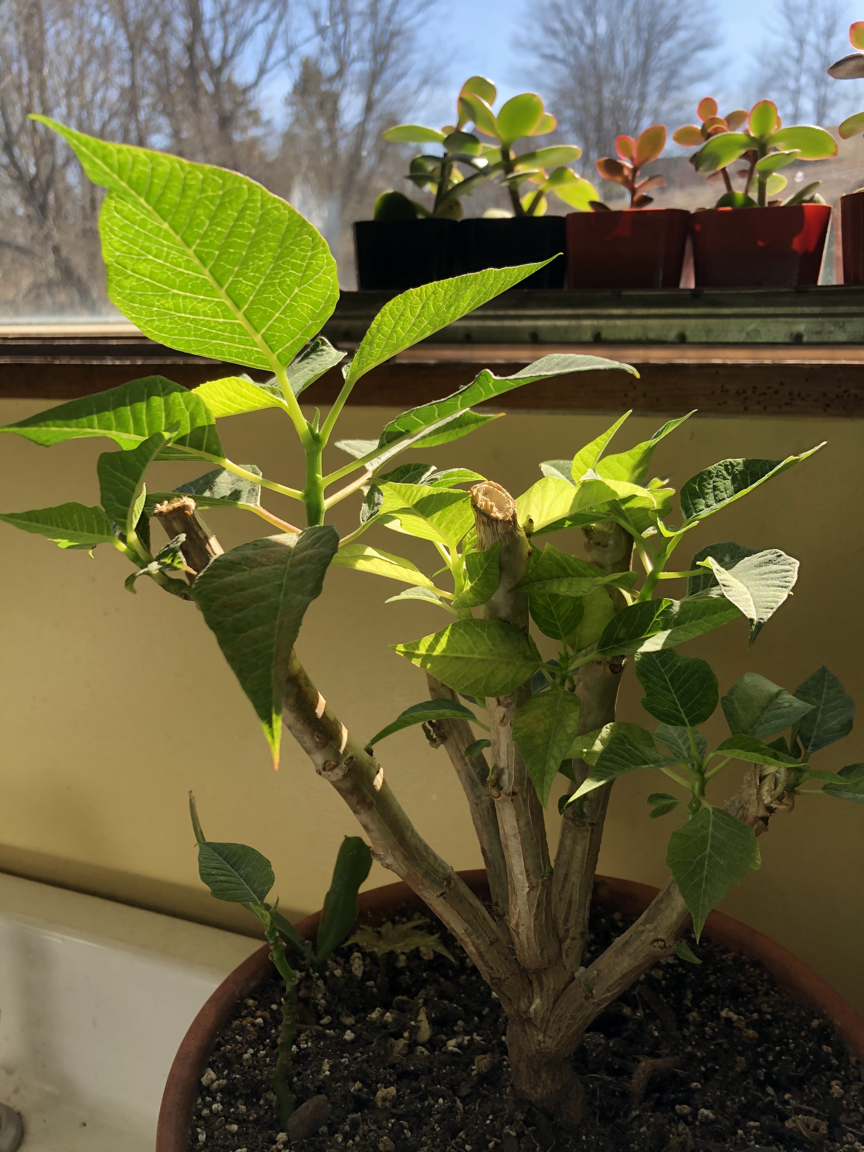The Way It Grows LLC (TWIG)