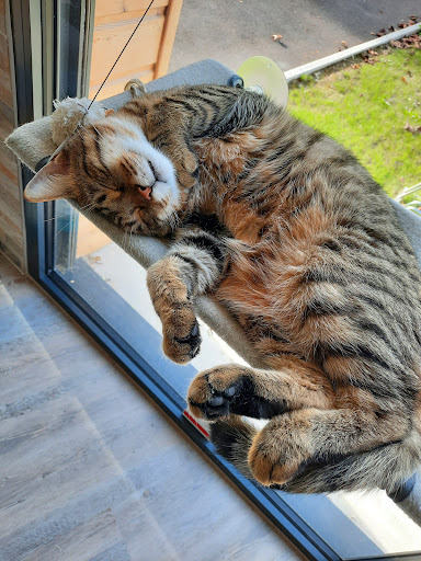 Bar à papattes(bar à chats) - Thumbnail