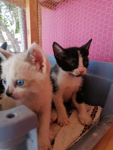 CLÍNICA VETERINARIA PATAS Y PIES