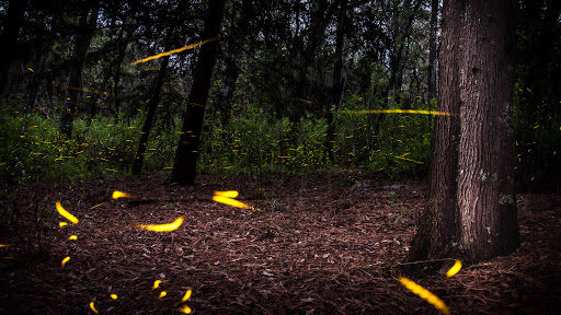 Canto Del Bosque Santuario De Las Luciernagas Oficinas