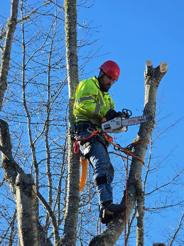 Dream Team Tree Services LLC
