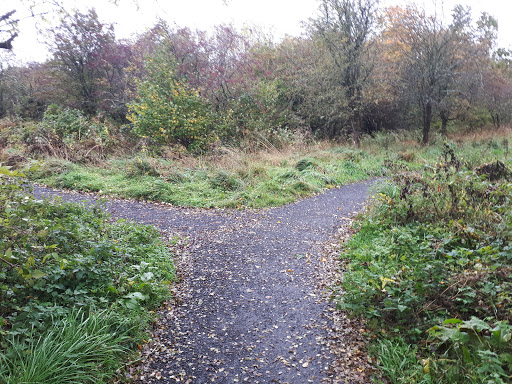 Boghead Wood - Thumbnail