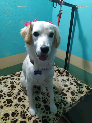Veterinaria Dr Mascota Santa Rosalía