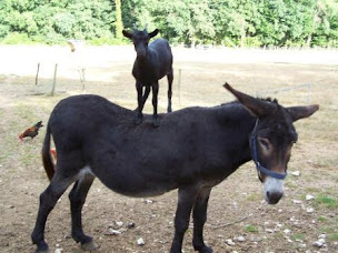 Photo n°11 de Camping Ferme Pédagogique de Prunay à Valloire-sur-Cisse (Vacances à la ferme)