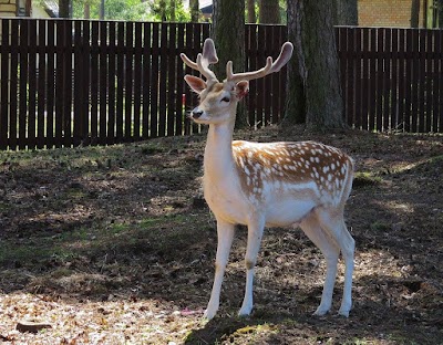 Photos of MINI ZOO