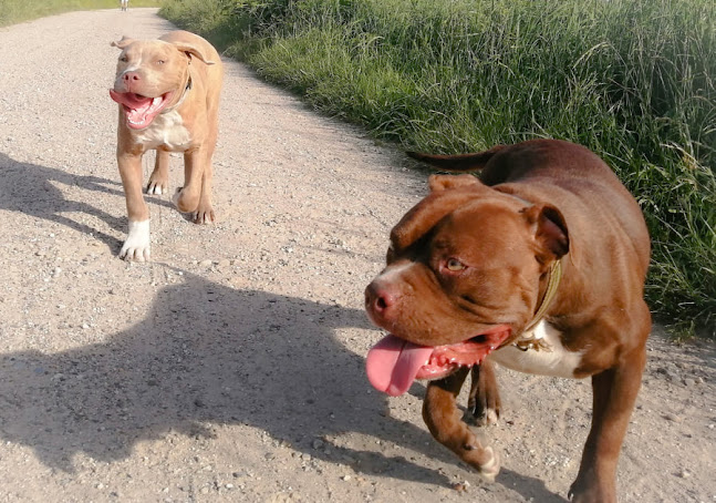 Rue de Gries, 67240 Bischwiller